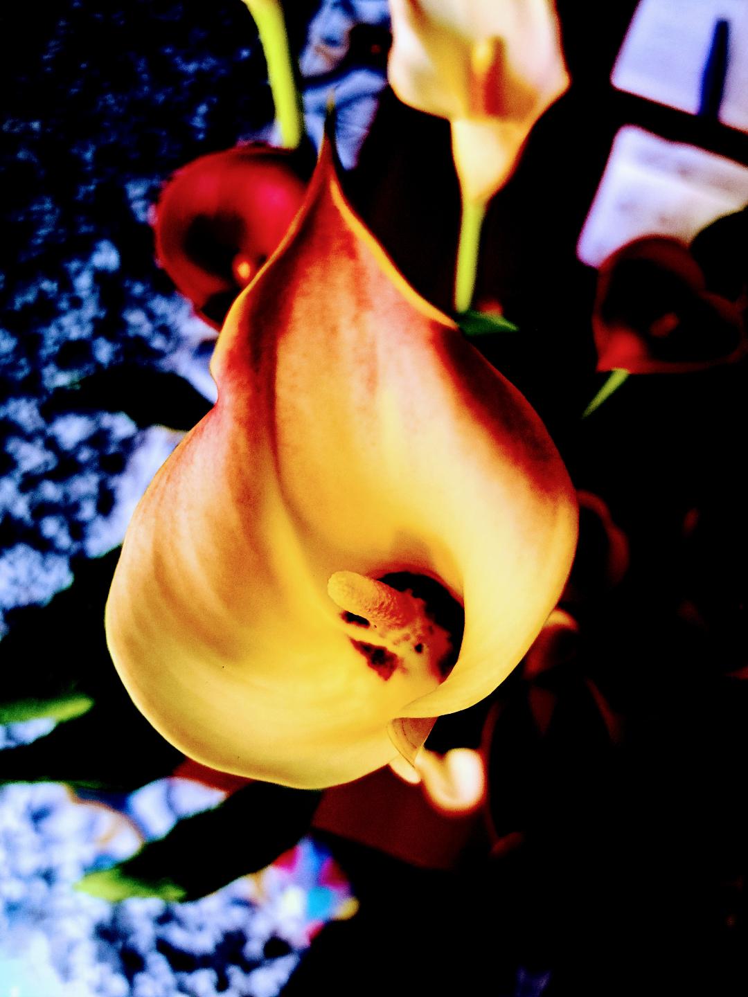 #poem «Beautiful and Quite Impressive Too» – JaZzArt en València